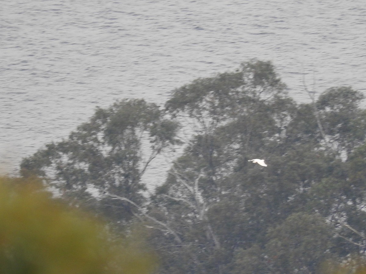 Sulphur-crested Cockatoo - ML276968651