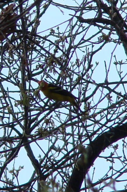 Western Tanager - ML27696941