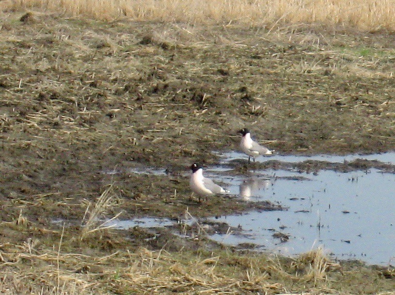 Franklin's Gull - ML276969451