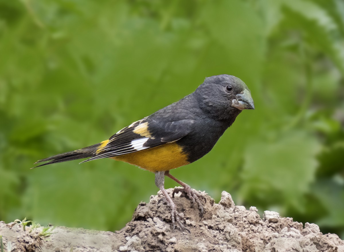 White-winged Grosbeak - ML276969661