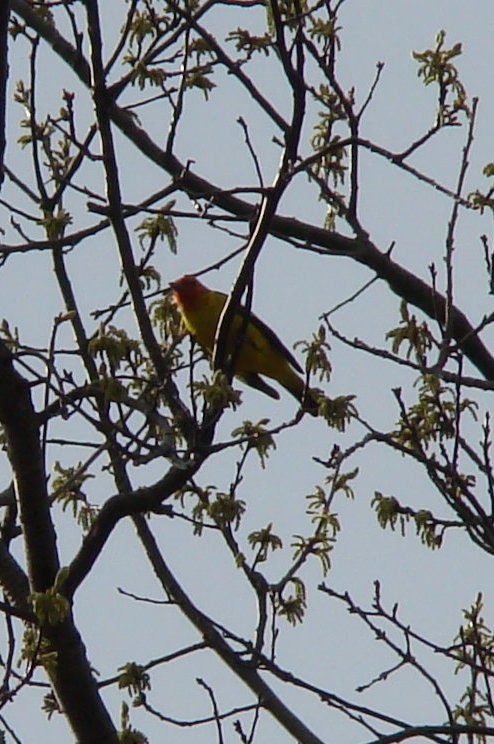Western Tanager - ML27696991