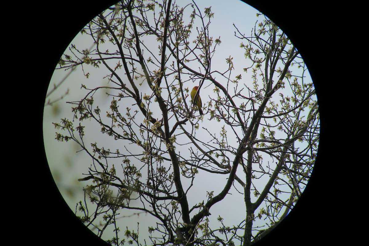 Western Tanager - ML27697011
