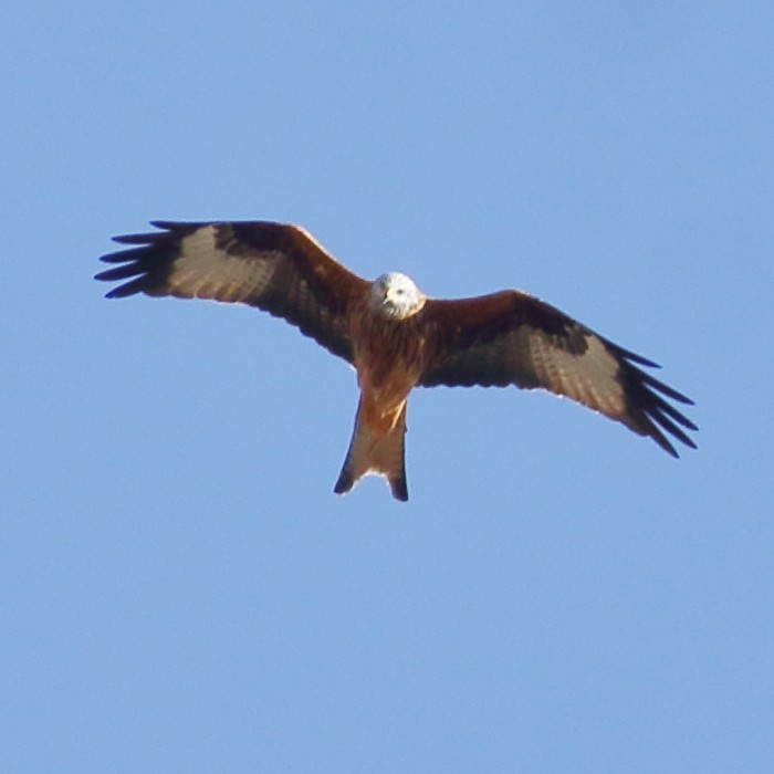 Red Kite - ML276971591