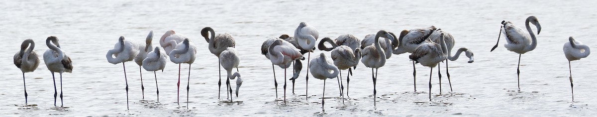 Flamant rose - ML276972381