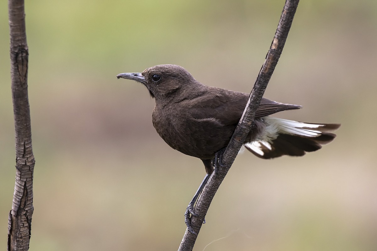 Mountain Wheatear - ML276974041