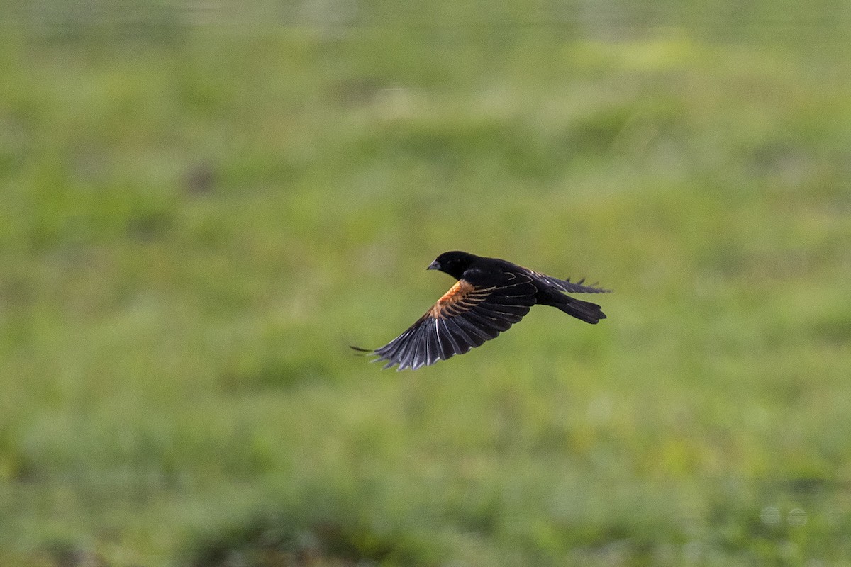 Fan-tailed Widowbird - Niall D Perrins