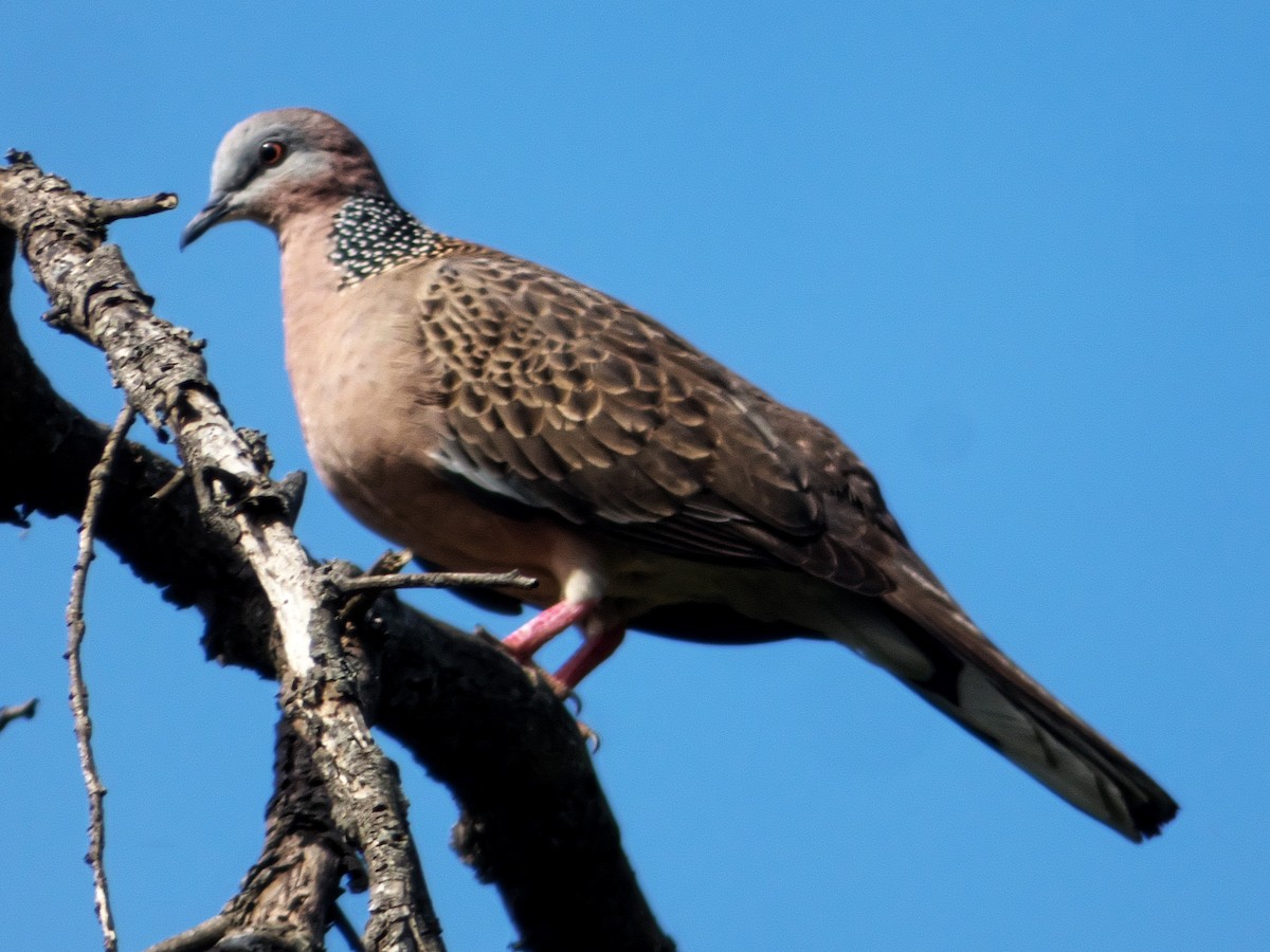 Spotted Dove - ML276974341