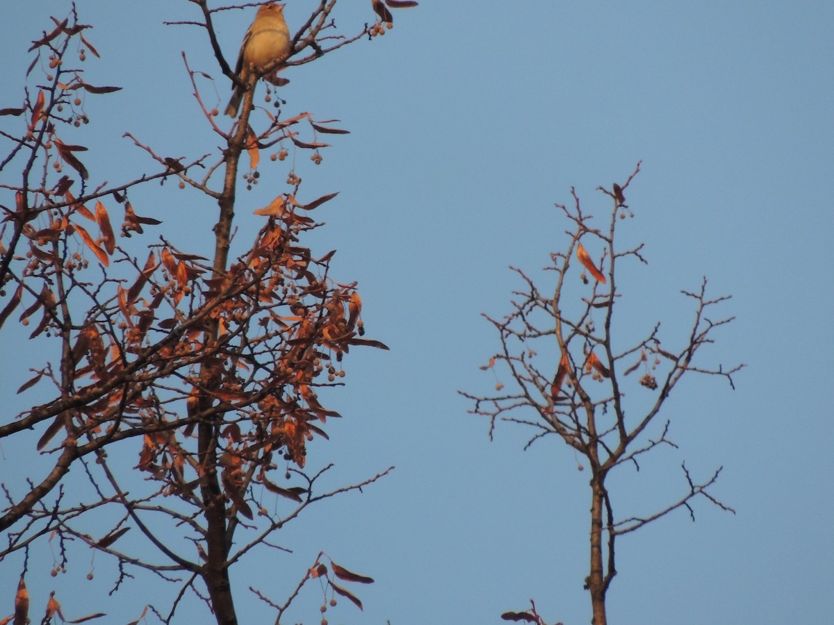Common Chaffinch - ML276978541