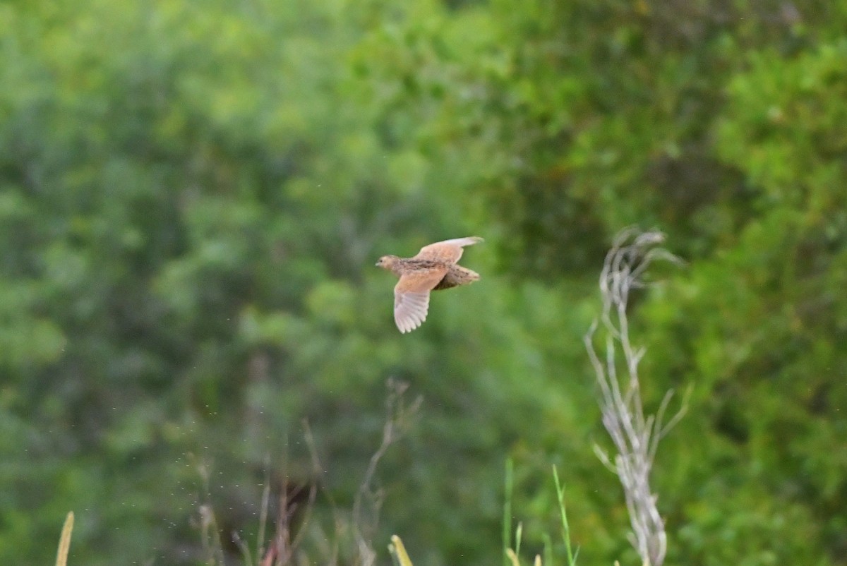 Brown Quail - Sam Adams