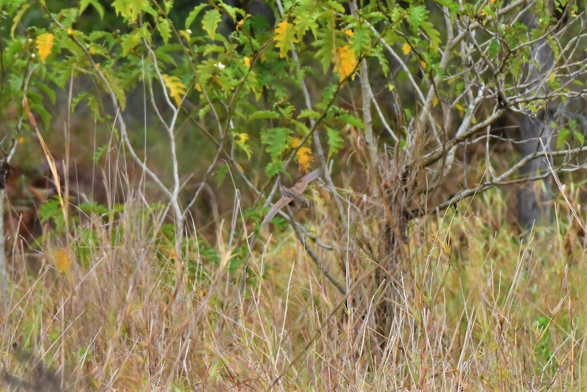 Brown Quail - ML276979231