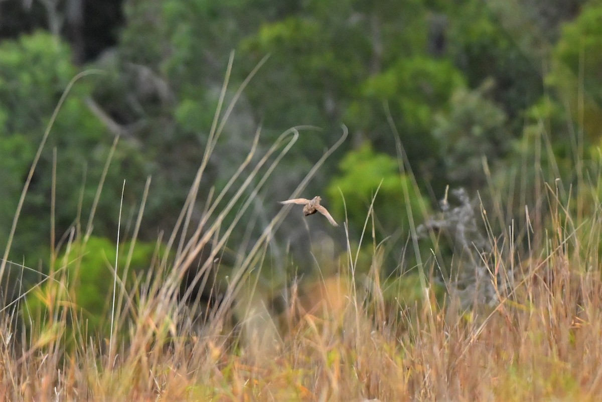 Brown Quail - ML276979241