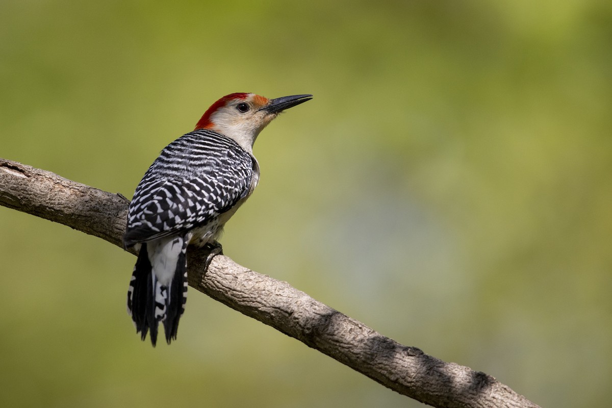 Red-bellied Woodpecker - Michael Stubblefield