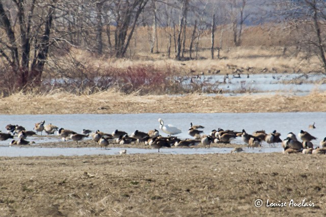 Tundra Swan - Louise Auclair