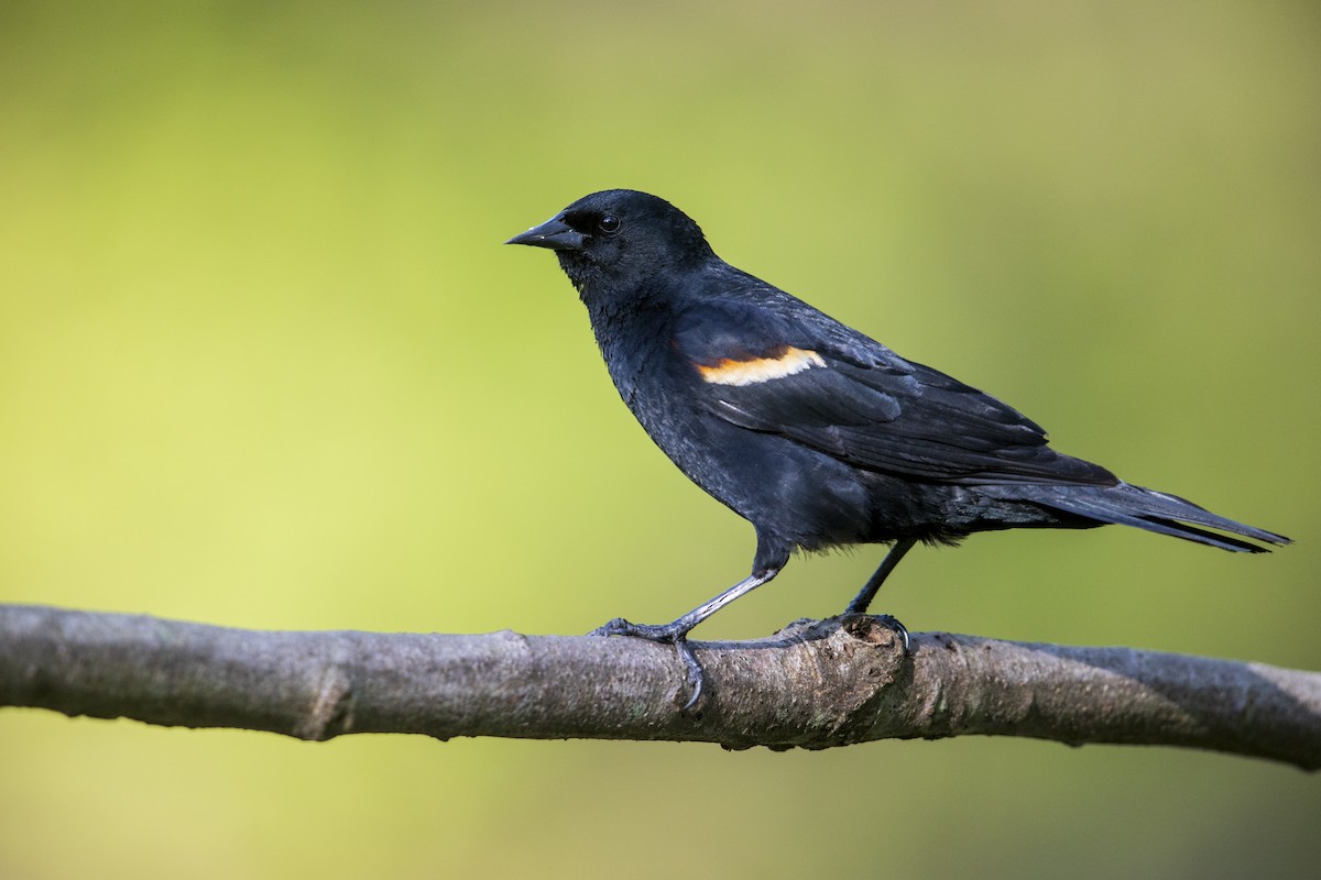 Red-winged Blackbird (Red-winged) - Michael Stubblefield