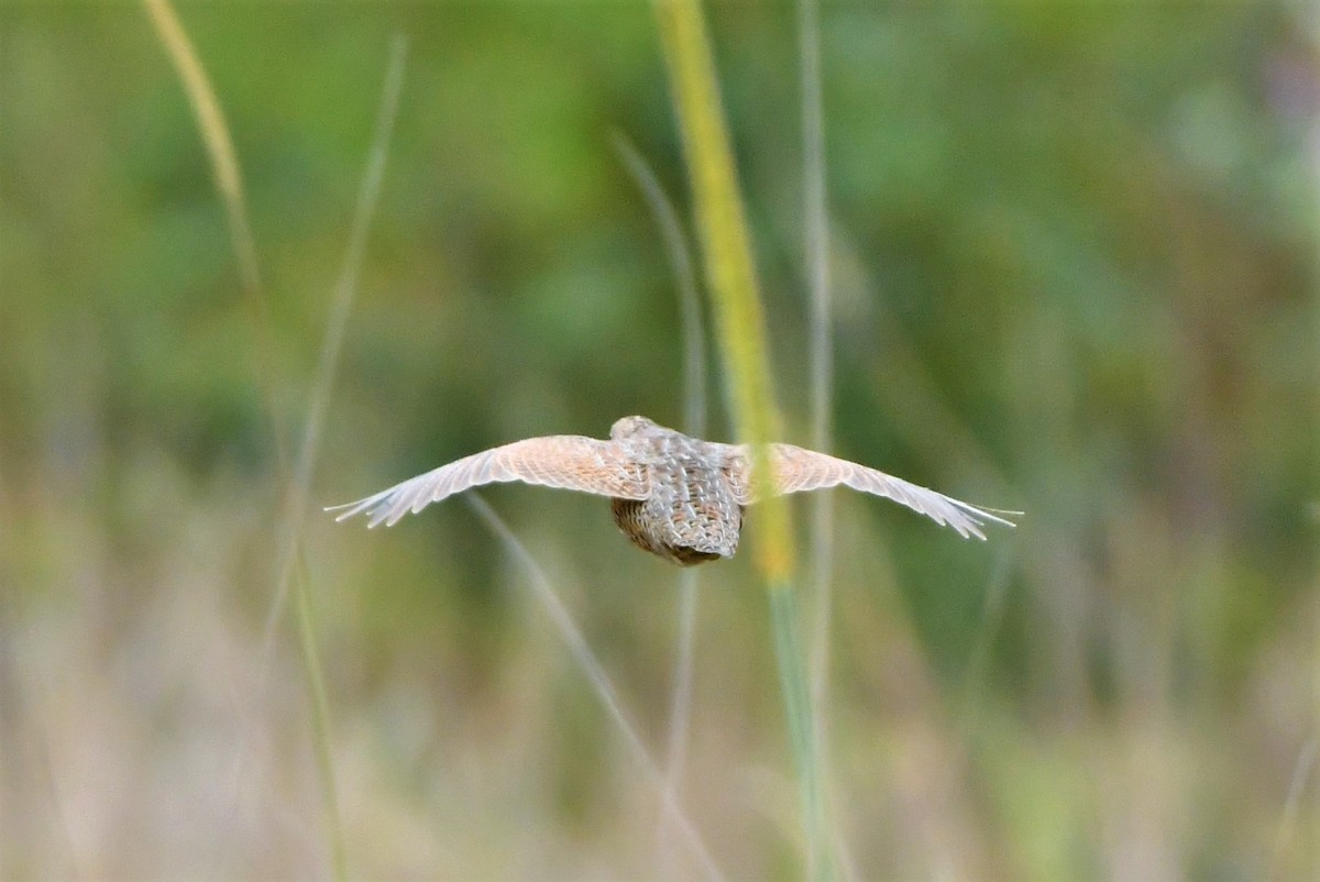 Brown Quail - ML276982391