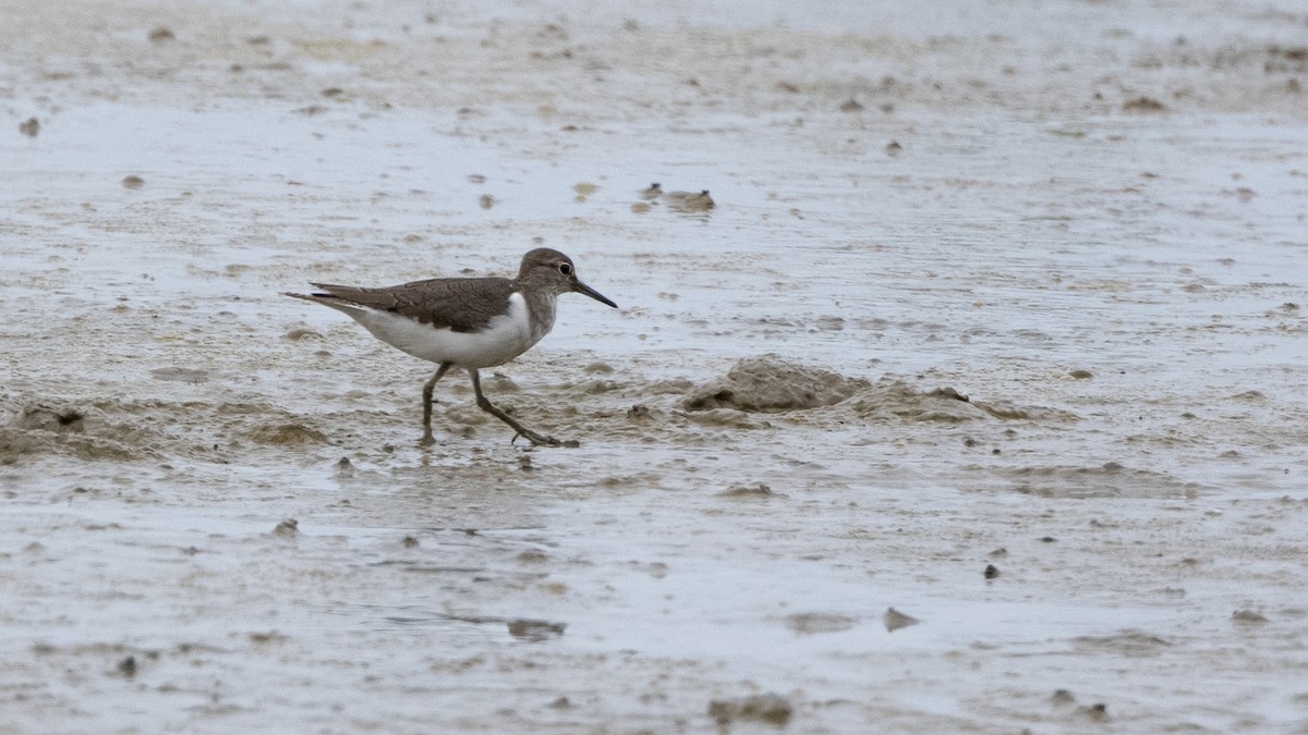 Common Sandpiper - ML276985601