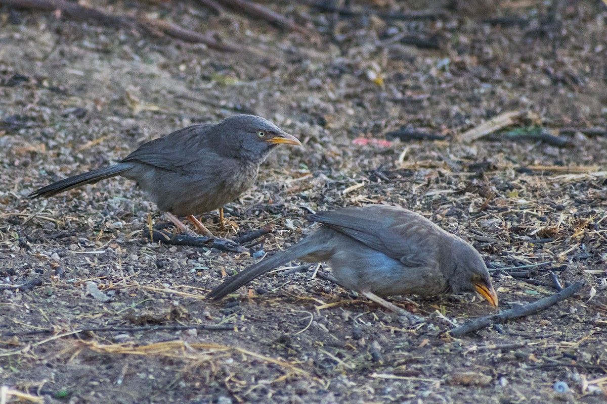 Jungle Babbler - ML276986531