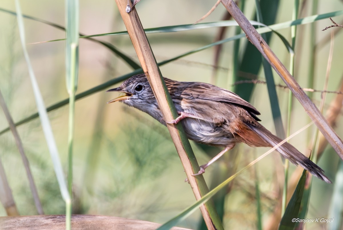 Rufous-vented Grass Babbler - ML276987751