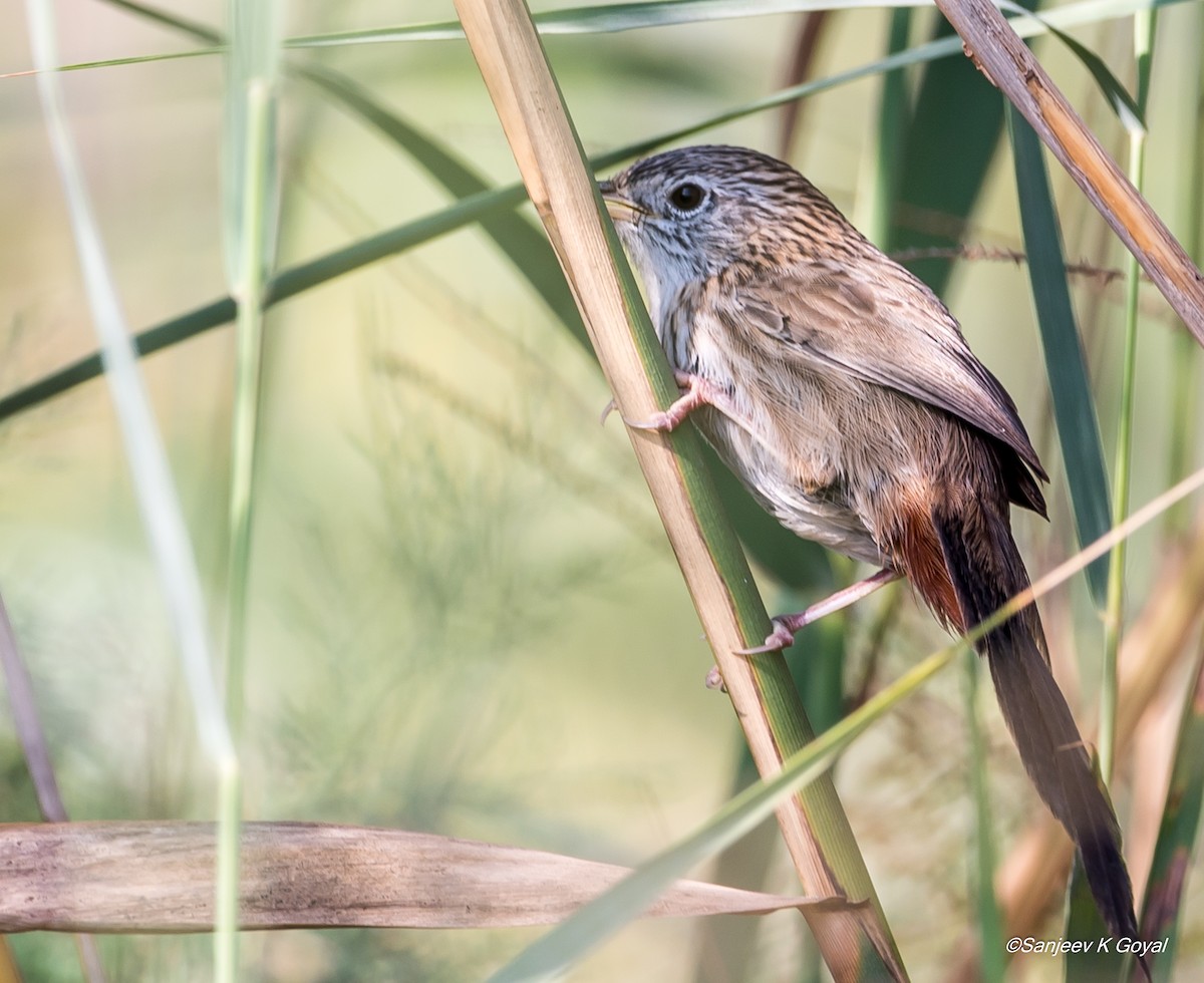 Rufous-vented Grass Babbler - ML276987781