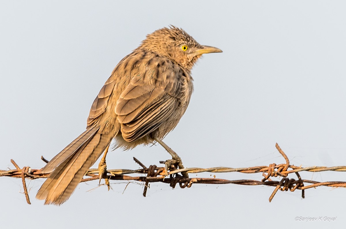 Striated Babbler - ML276987841