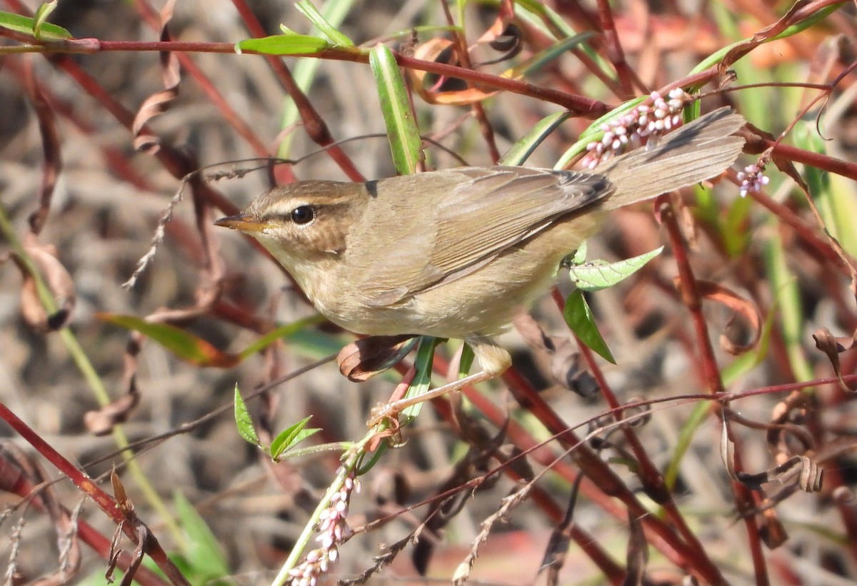 Dusky Warbler - ML276988481