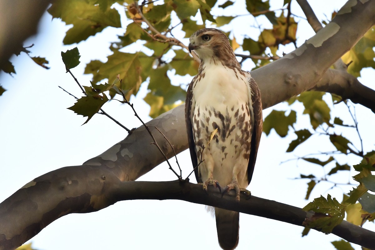Red-tailed Hawk - ML276988761