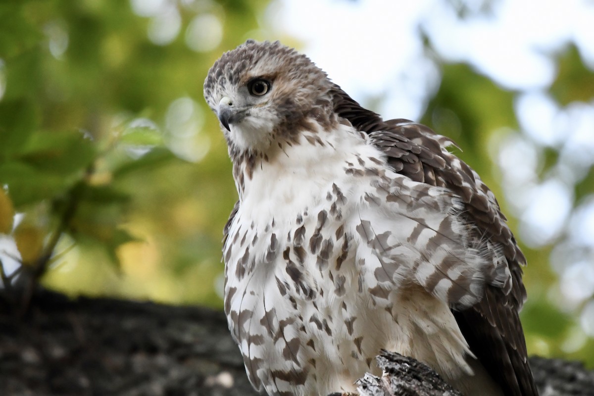 Red-tailed Hawk - ML276988851