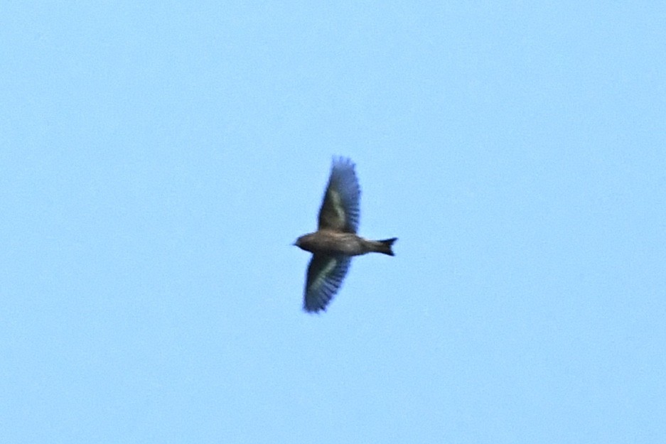 Pine Siskin - ML276988891
