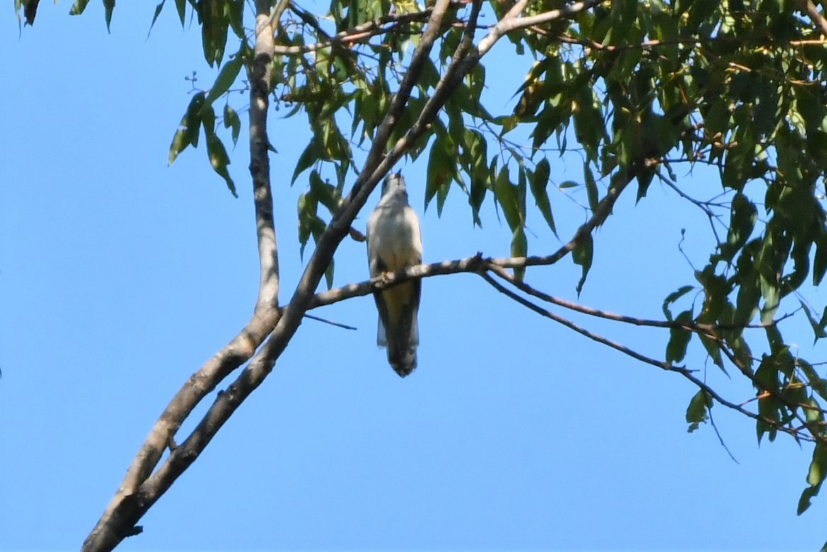 Brush Cuckoo (Australasian) - ML276988941