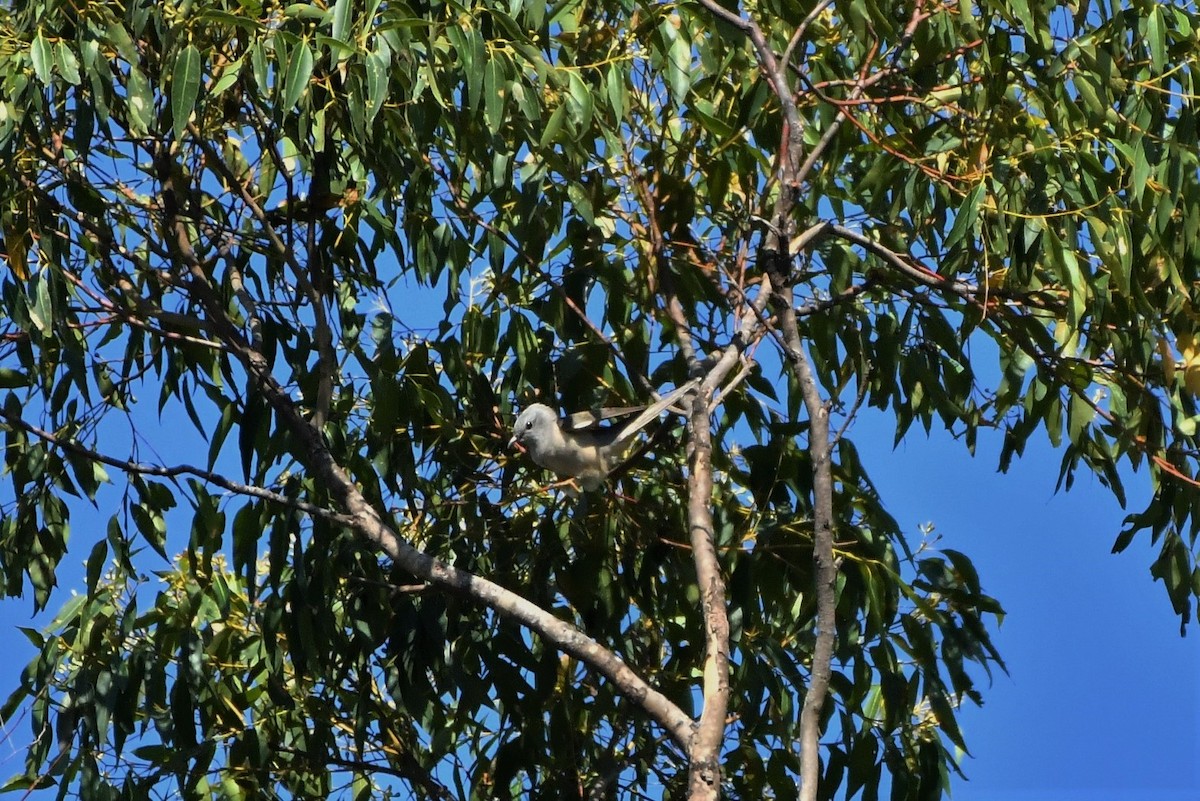 Brush Cuckoo (Australasian) - ML276988951