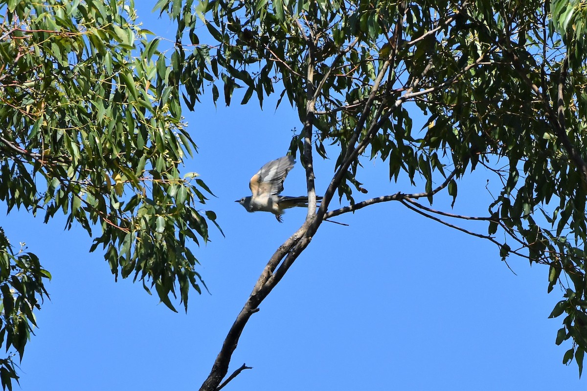 Brush Cuckoo (Australasian) - ML276988961