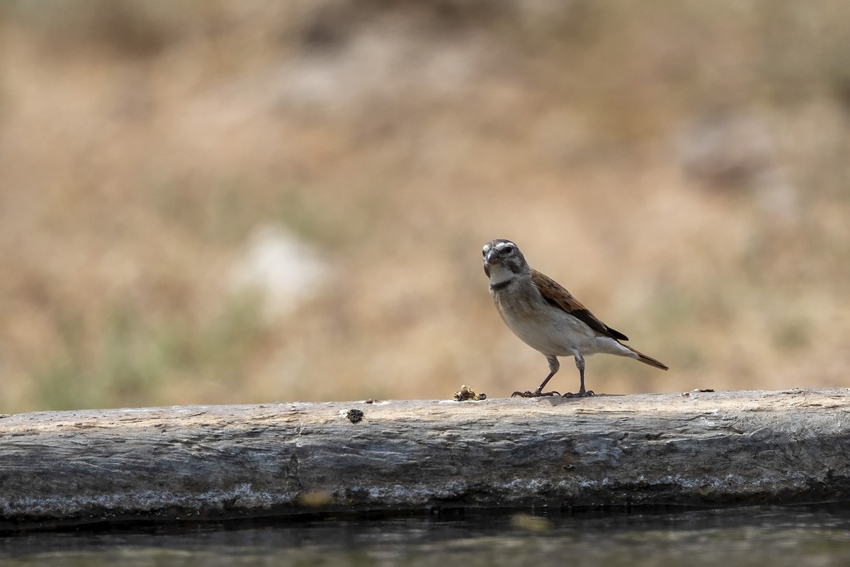 Black-headed Canary (Damara) - ML276989041