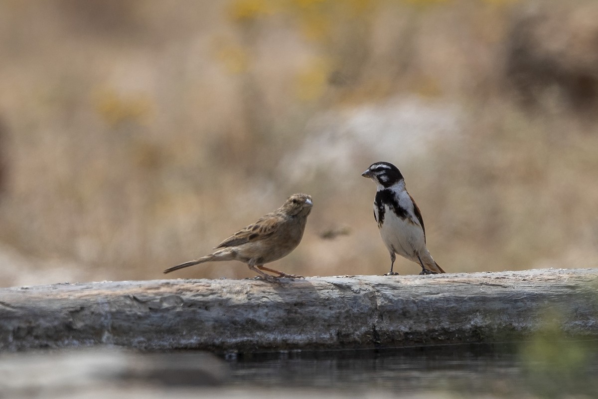 Black-headed Canary (Damara) - ML276989051