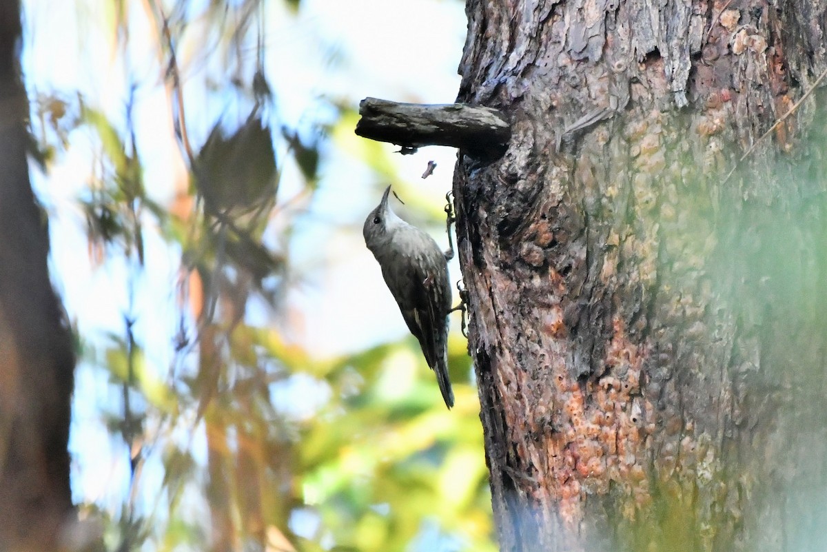 White-throated Treecreeper - ML276989521