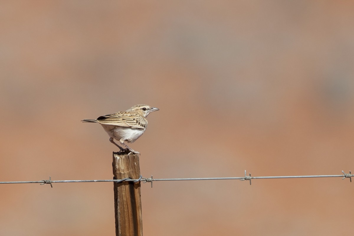 Fawn-colored Lark (Fawn-colored) - ML276989541