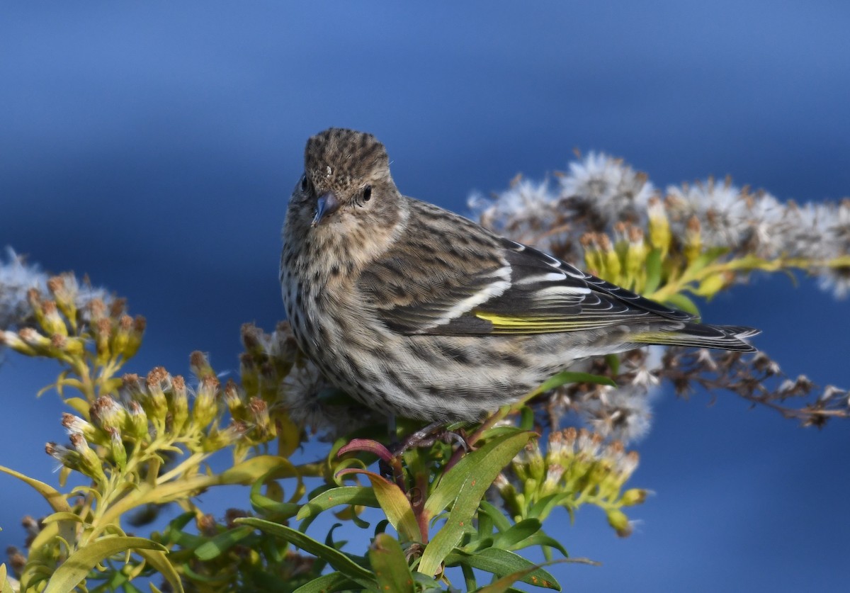 Pine Siskin - ML276991051