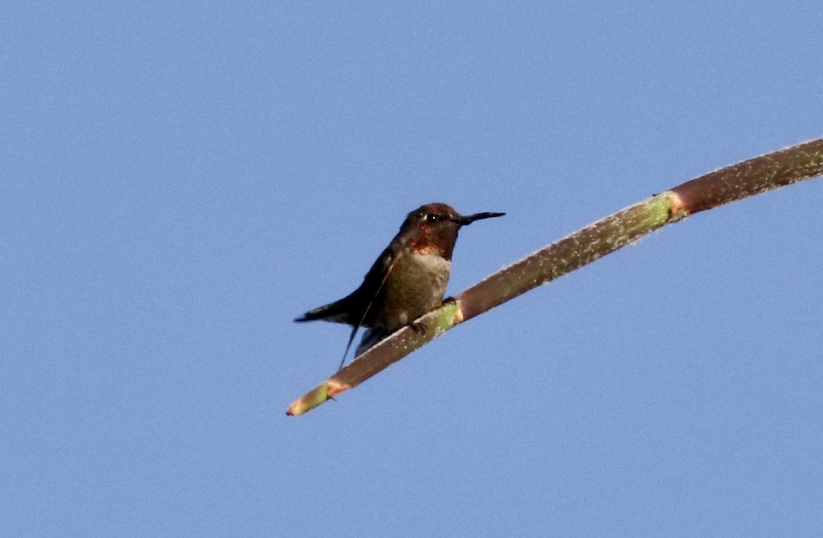 Anna's Hummingbird - ML276991501
