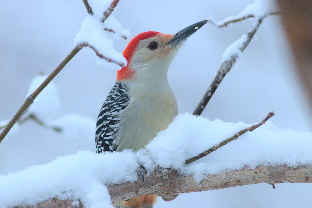 Red-bellied Woodpecker - David Guertin