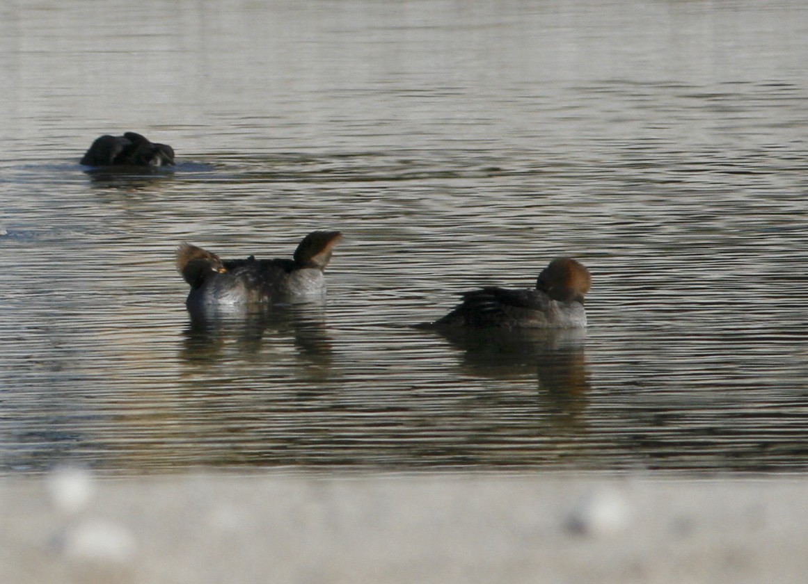 Hooded Merganser - ML276992891