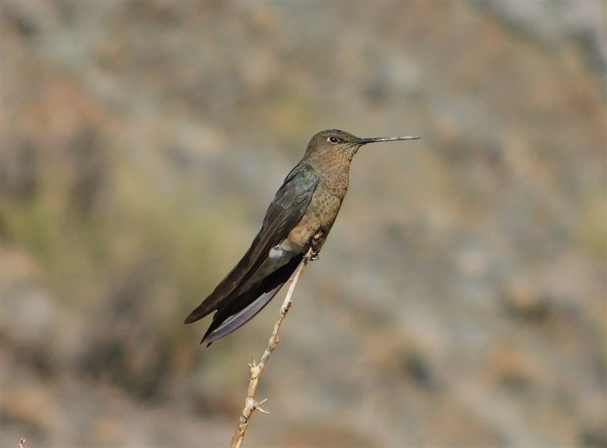 Giant Hummingbird - ML276993061