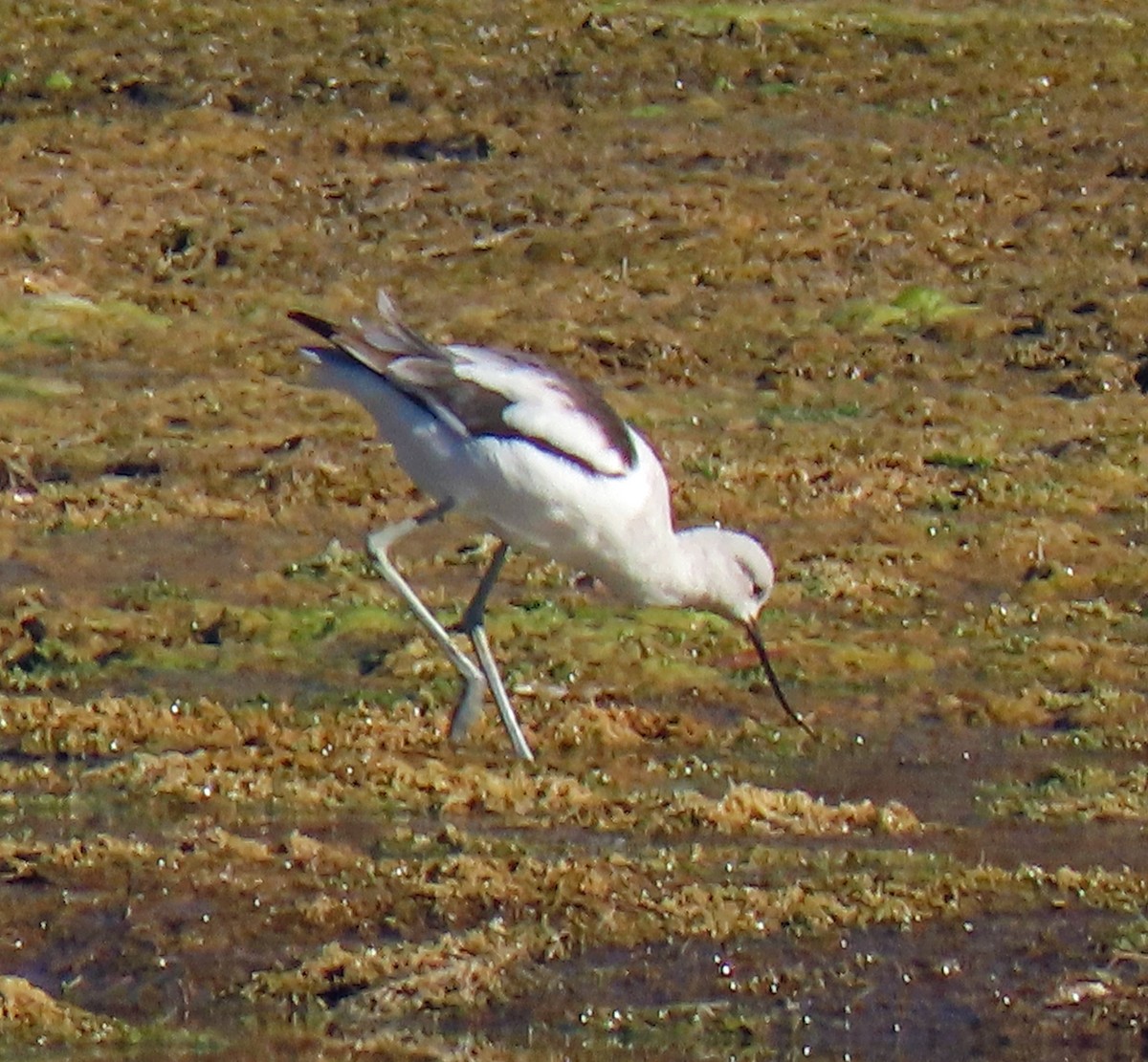 Avocette d'Amérique - ML276993721