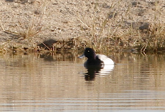 Greater Scaup - Oscar Johnson