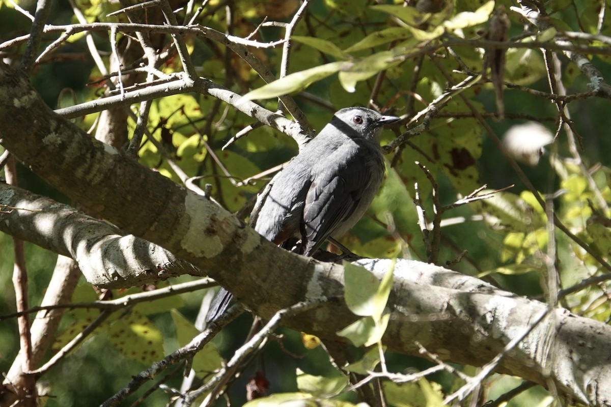 Gray Catbird - ML276996391