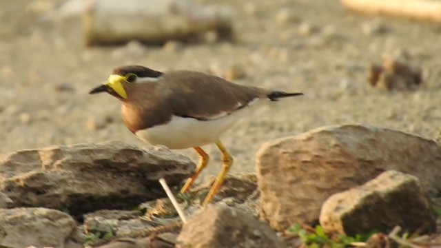 Yellow-wattled Lapwing - ML276999631