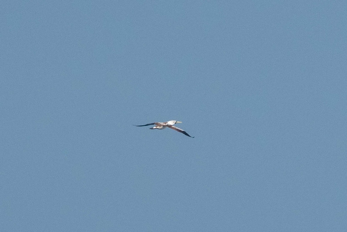 Masked Booby - ML277002101
