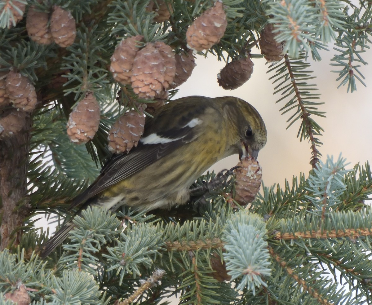 White-winged Crossbill - Marlene Waldron