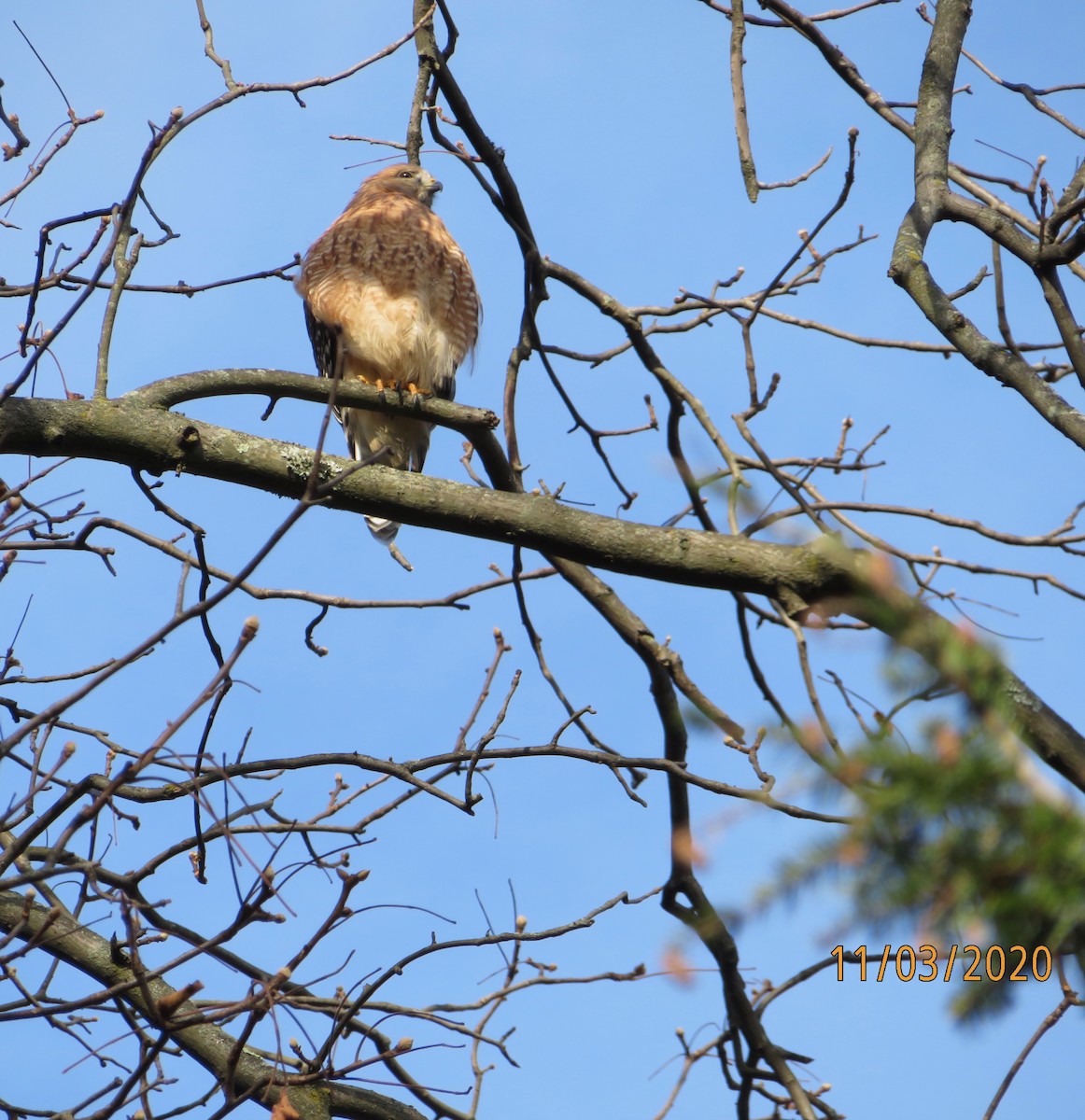 Red-shouldered Hawk - Mary Jo Buckwalter