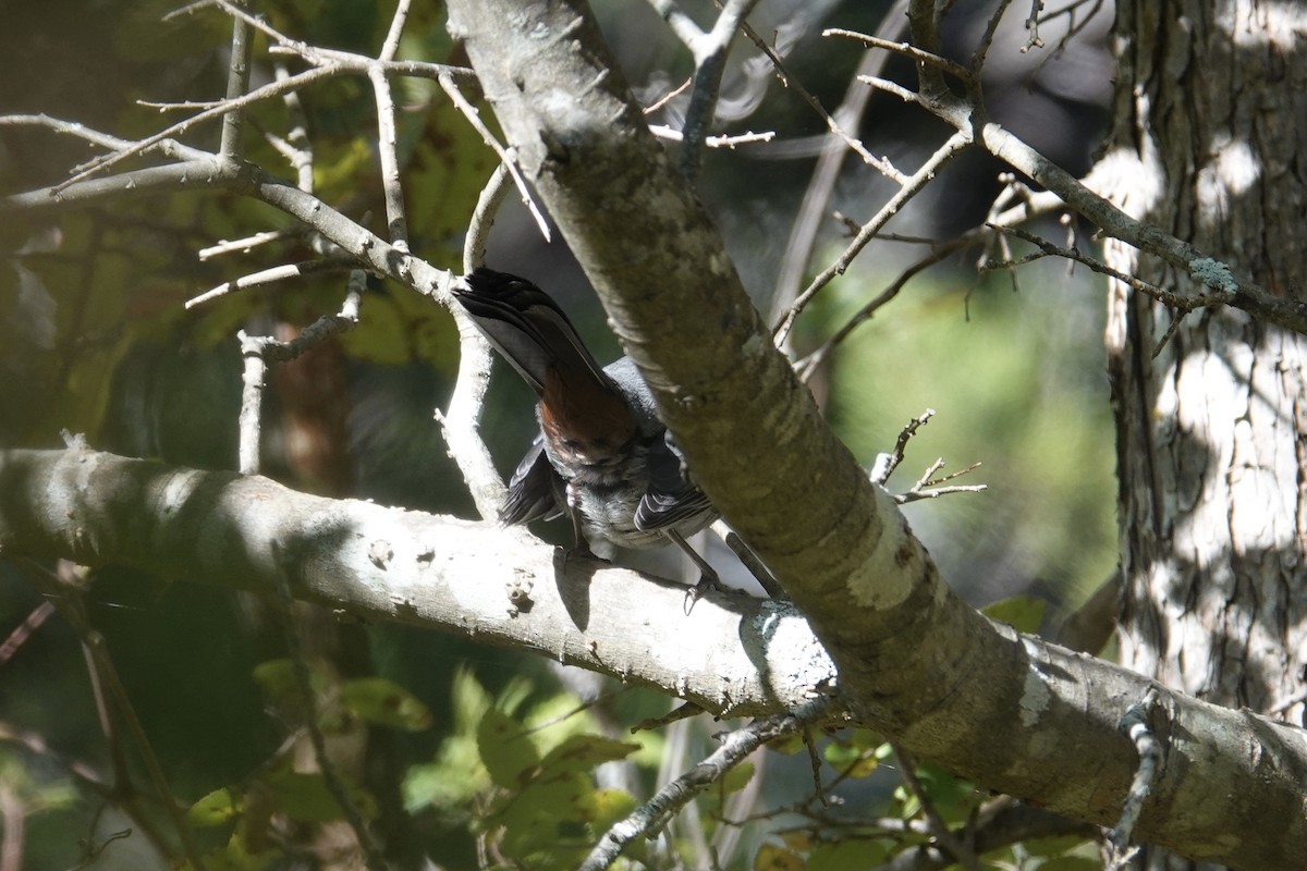 Gray Catbird - ML277004091