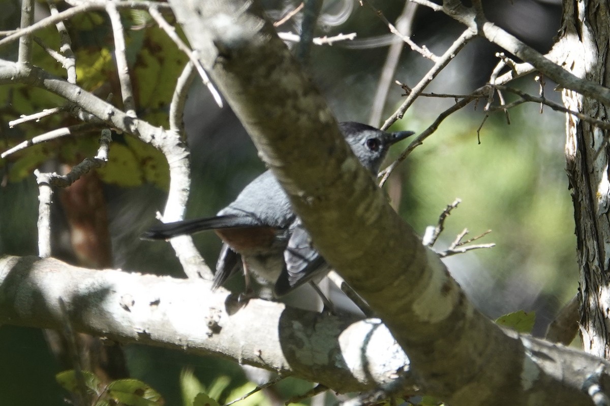 Gray Catbird - ML277004101