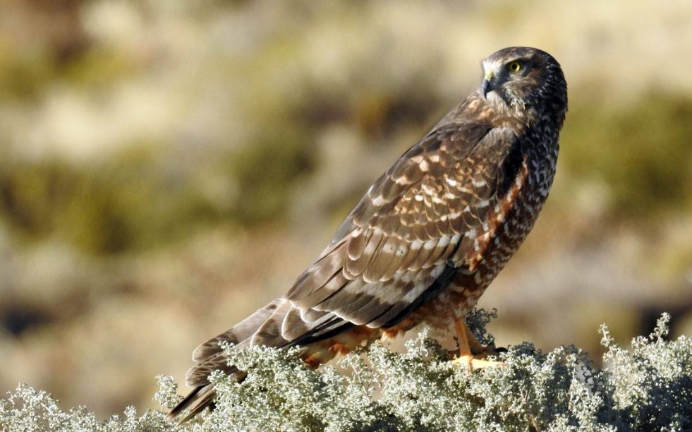 Cinereous Harrier - Marcio Kerbage